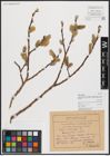 Foto von Salix caprea L.